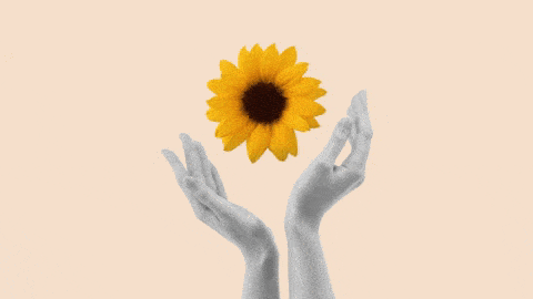 Rotating sunflower between two hands